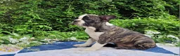 Frenchton dogs for sale: Poppi - Ad 8