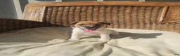 Jack Russell Terrier dogs for sale: Jack Russell Terrier 2 - Ad 4