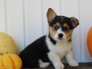 Welsh Corgi Pembroke dogs - Ad 2