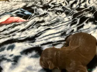 Mixed Breed dogs for sale: Missy - Ad 2