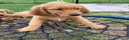 Golden Retriever dogs for sale: Simba - Ad 6