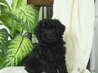 Miniature Poodle dogs for sale: Sterling - Ad 3