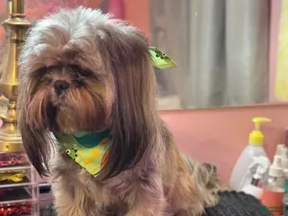 Shih Tzu dogs CKC&OFA Shih Tzu Stud - Ad 1