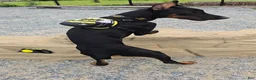 Doberman Pinscher dogs for sale: Prince Charming - Ad 19
