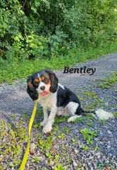Bentley