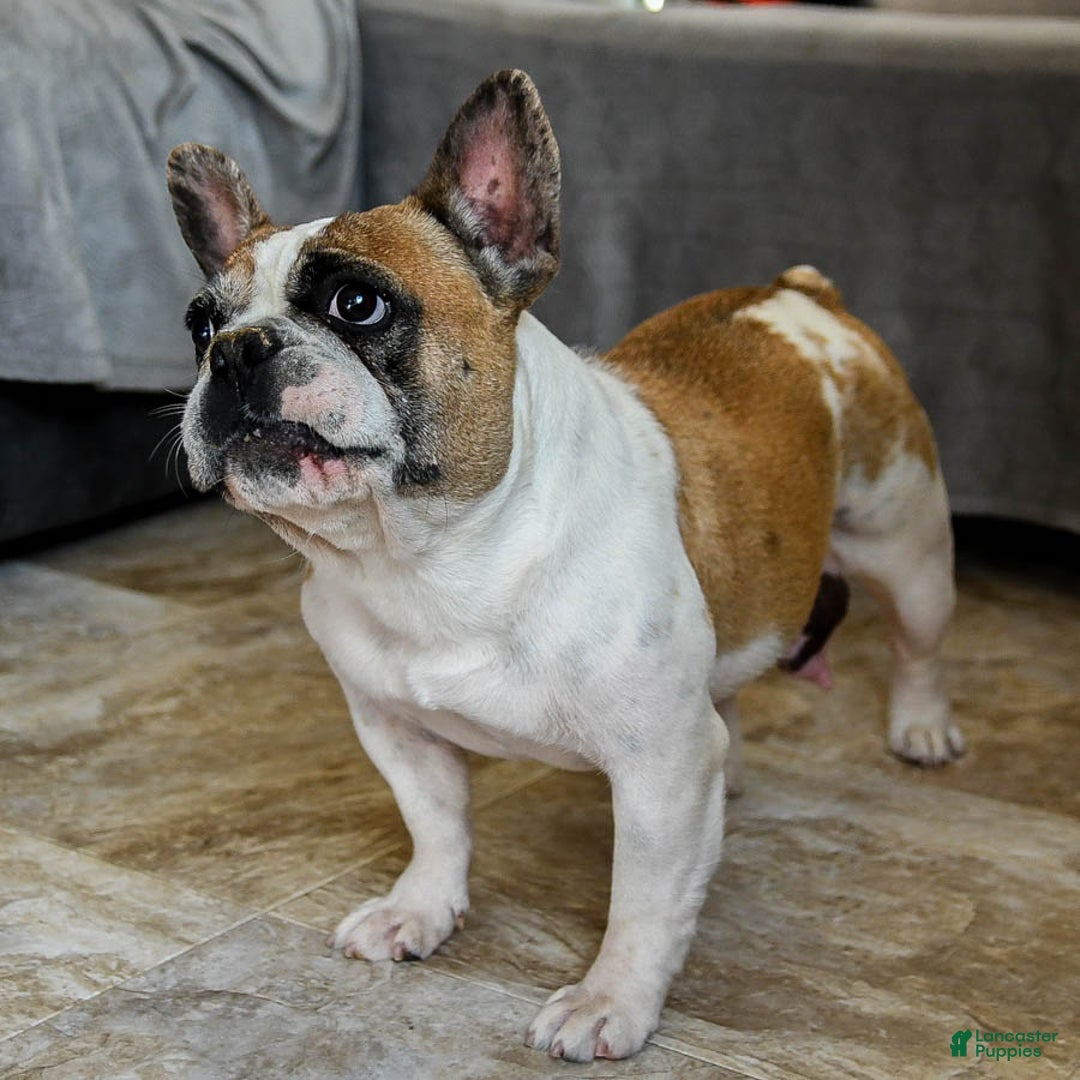 French Bulldog dogs for sale: Yeller - Ad 4