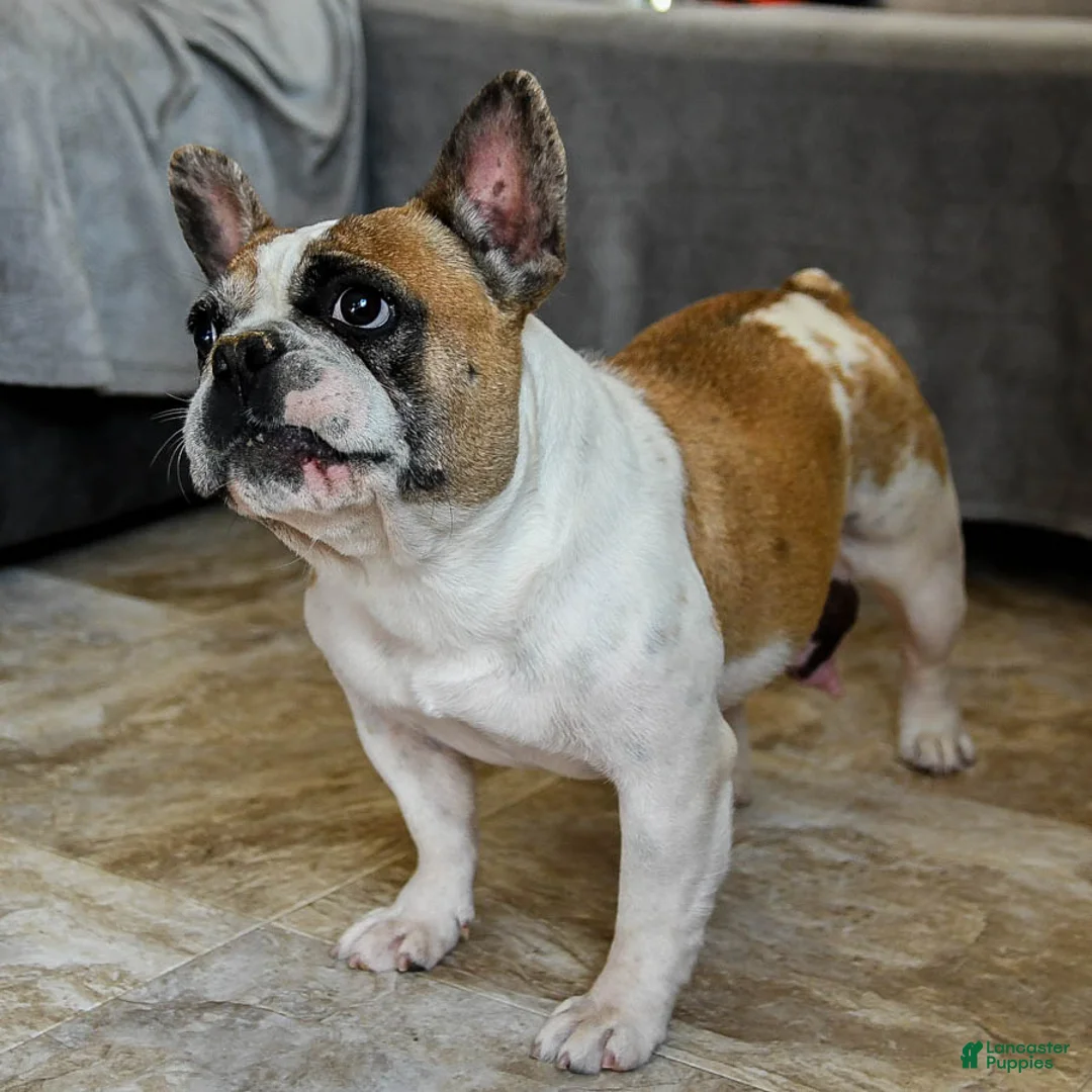 French Bulldog dogs for sale: Yancy - Ad 7