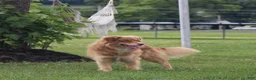 Mixed Breed dogs for sale: Oakley - Ad 3