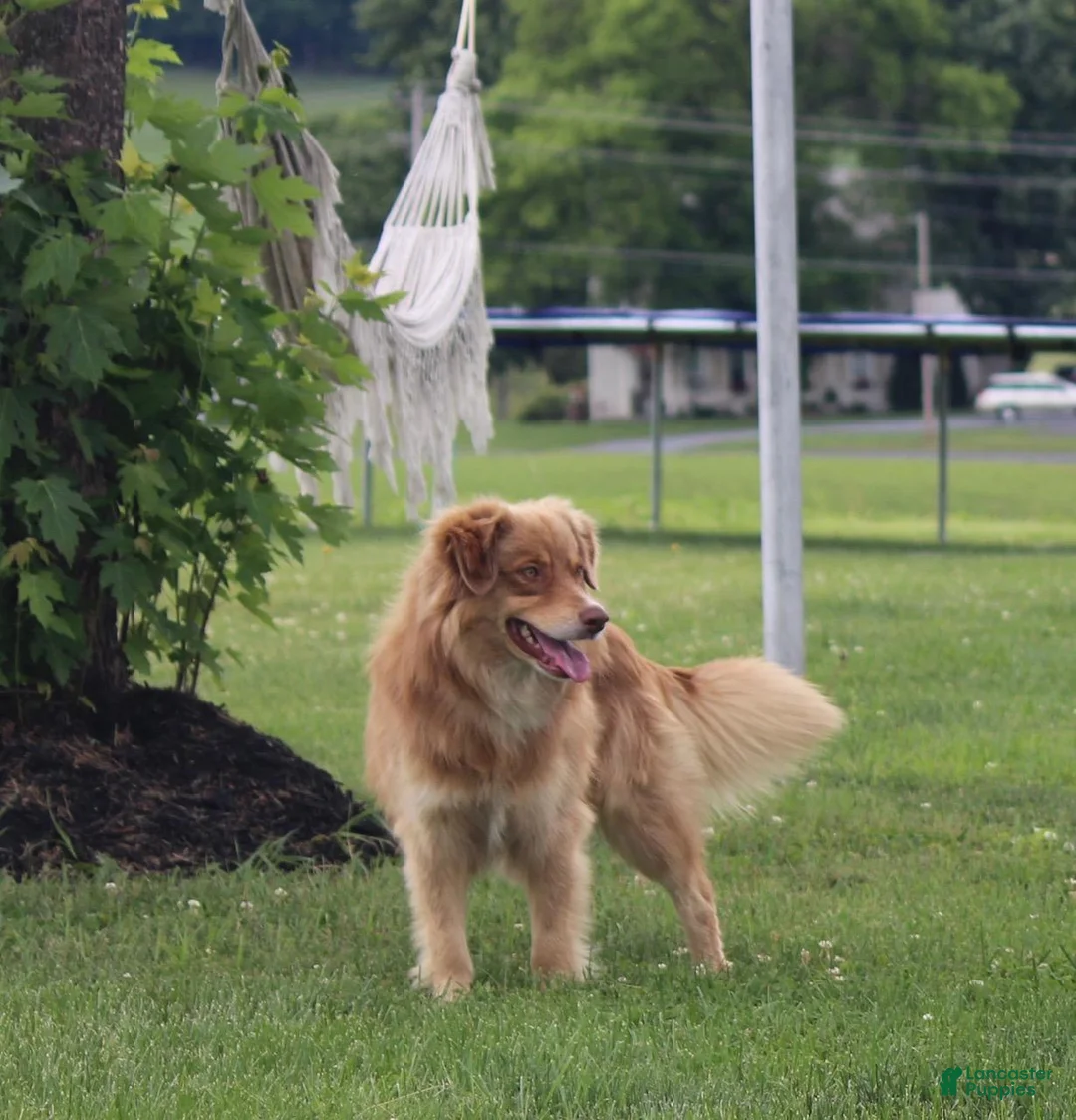 Mixed Breed dogs for sale: Oakley - Ad 3