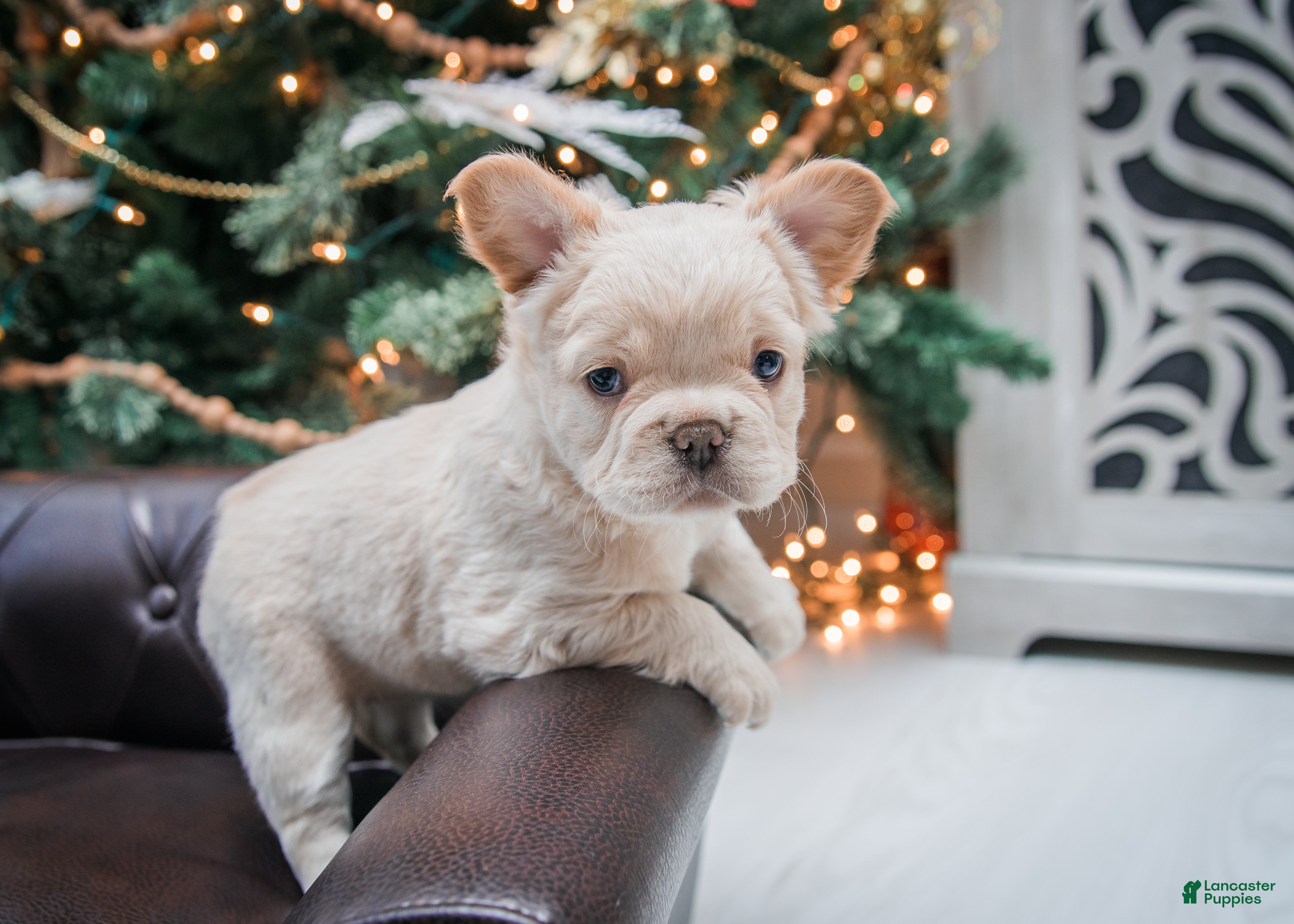 French Bulldog dogs Oakley - Fluffy - Ad 30