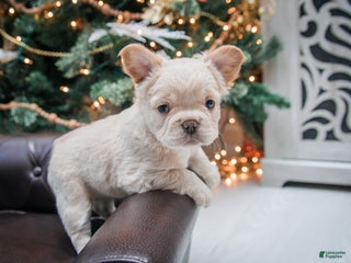 French Bulldog dogs Oakley - Fluffy - Ad 30