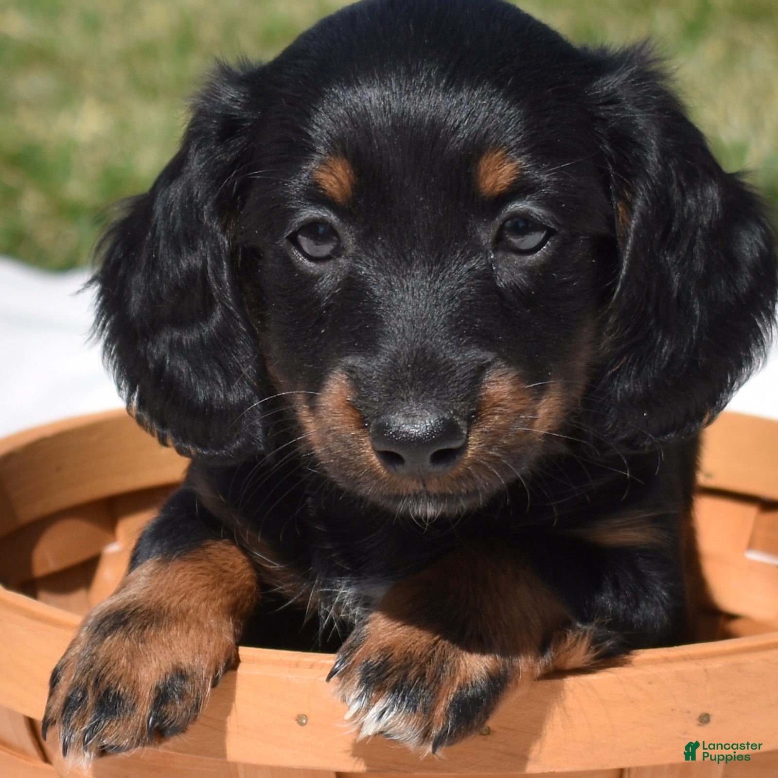 Miniature Dachshund dogs Mocha - Ad 1