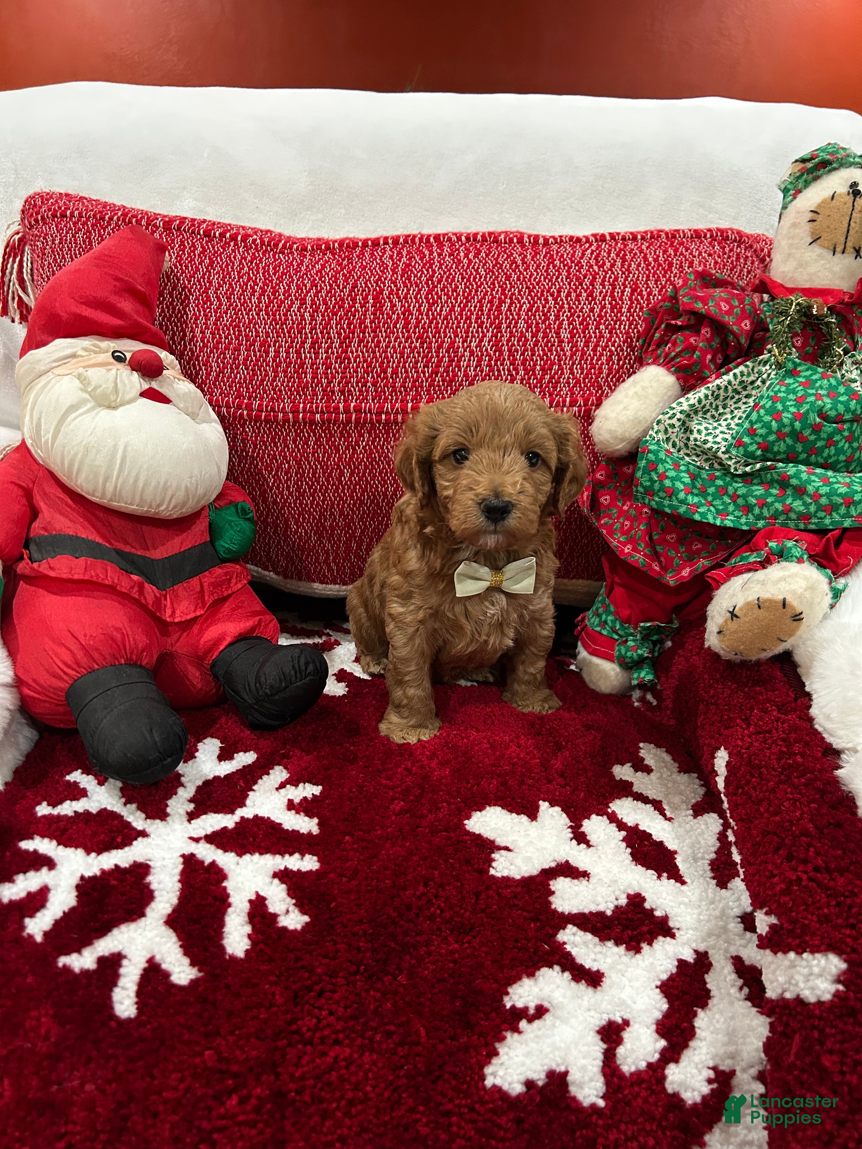 Mini Goldendoodle dogs Petite Mini Goldendoodle Luca - Ad 2