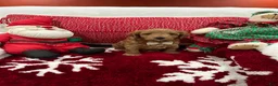 Mini Goldendoodle dogs for sale: Petite Mini Goldendoodle Luca - Ad 2