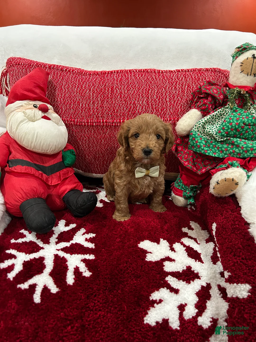 Mini Goldendoodle dogs for sale: Petite Mini Goldendoodle Luca - Ad 2
