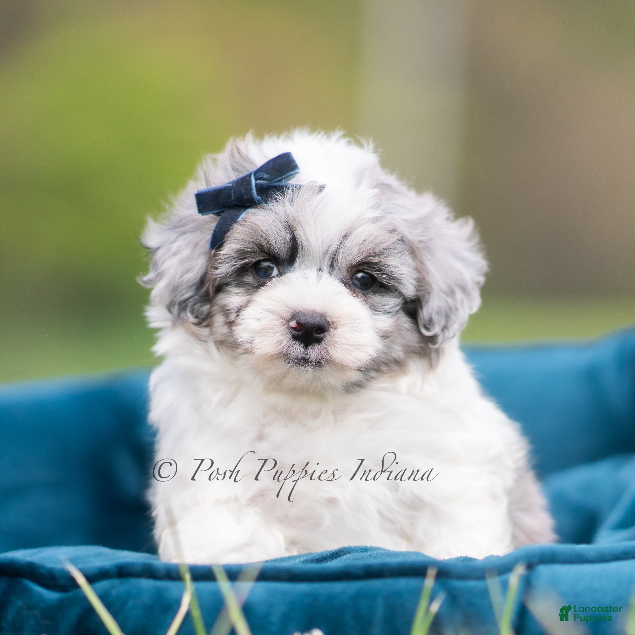 Maltipoo dogs Toby - Ad 35