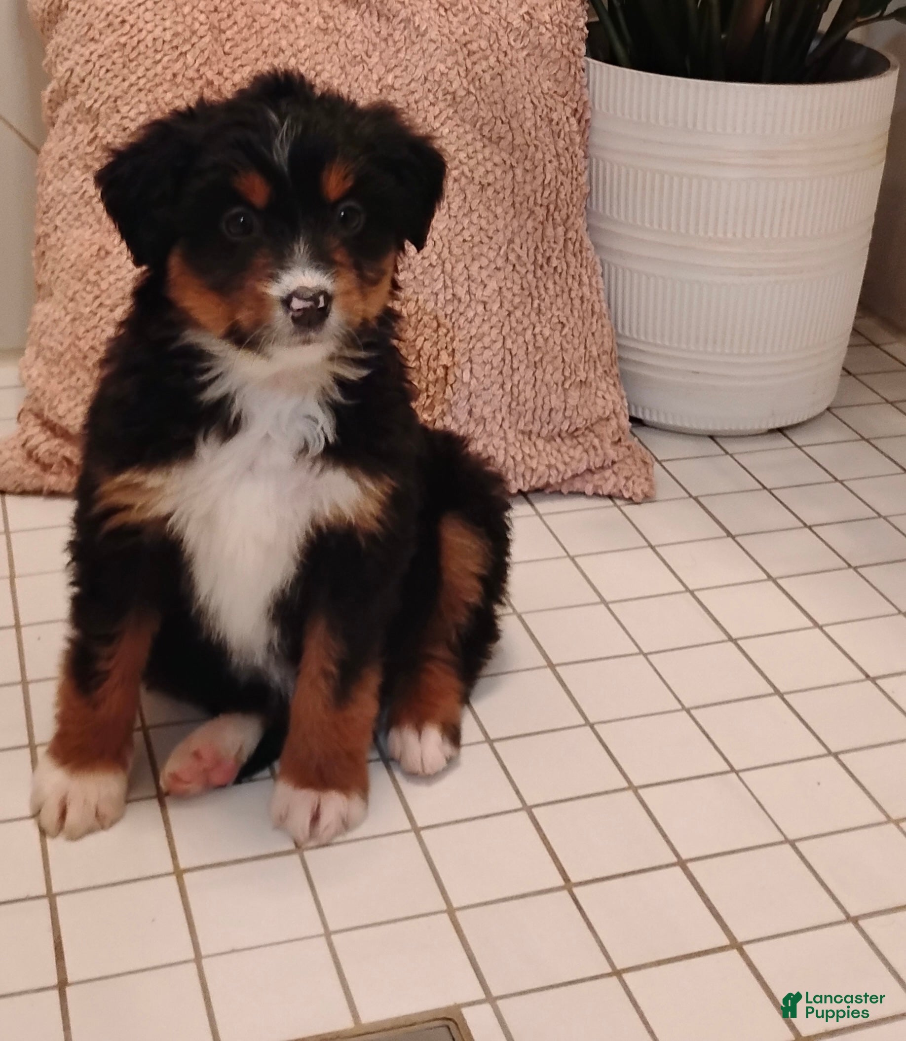 Mixed Breed dogs Sandy - Ad 1