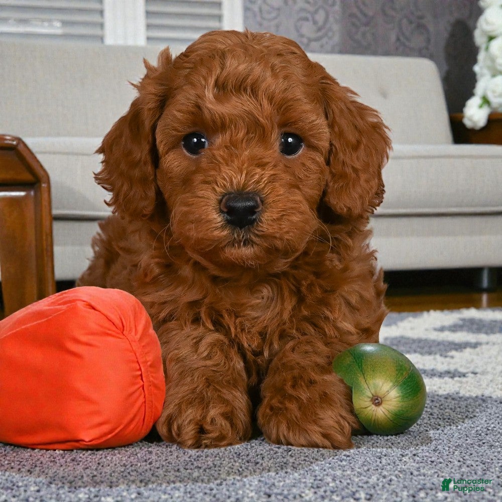 Cavapoo dogs Jasper - Ad 1