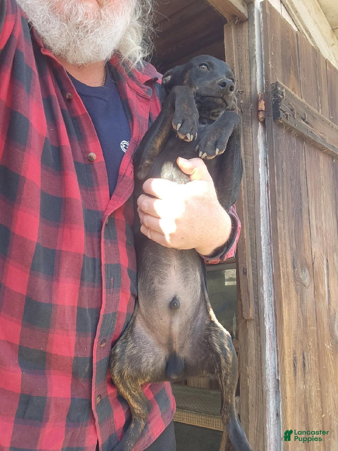 Miniature Pinscher dogs for sale: Sargent - Ad 3