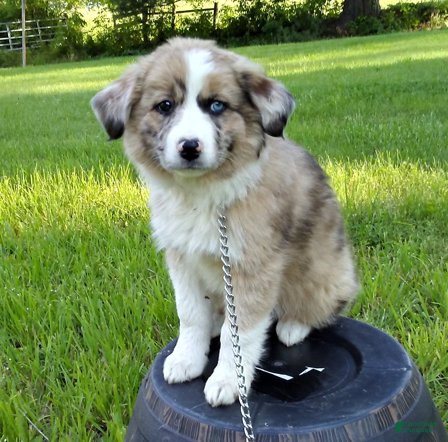 Australian Shepherd dogs Kayla - Ad 2