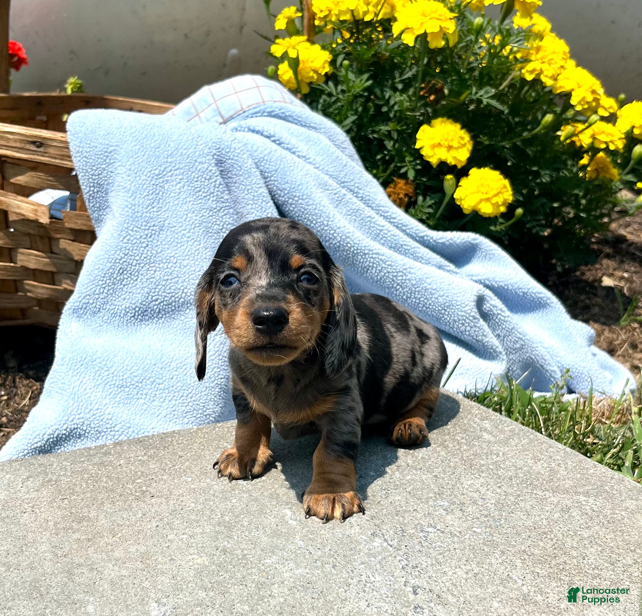 Dachshund dogs Popsicle ❤️2 Blue Eyes👀👀Dapple🐾Text or Call today - Ad 2