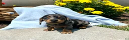 Dachshund dogs for sale: Popsicle ❤️2 Blue Eyes👀👀Dapple🐾Text or Call today - Ad 2