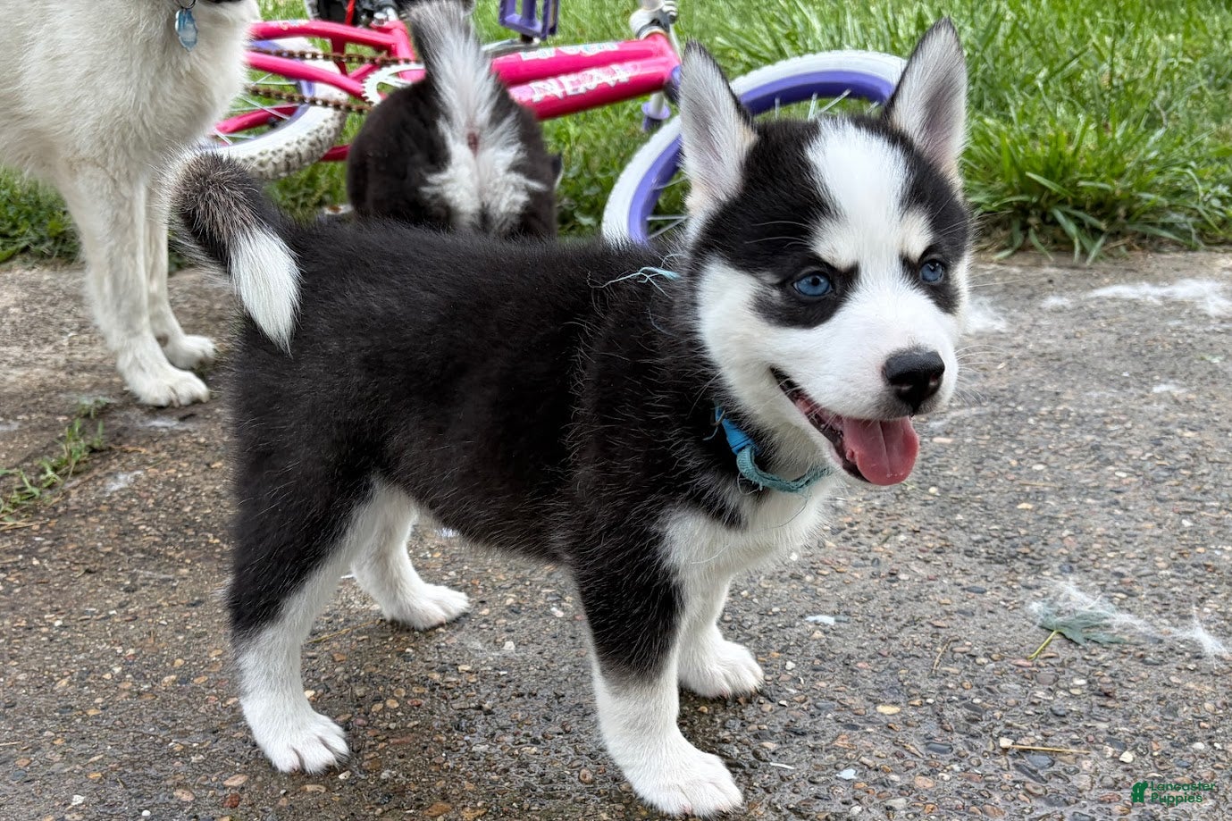 Pomsky dogs Clover - Ad 2