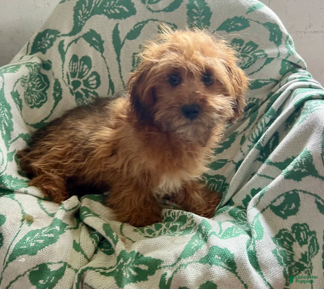 Shihpoo dogs for sale: Carson - Ad 1