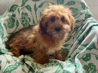 Shihpoo dogs for sale: Carson - Ad 3