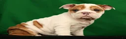 English Bulldog dogs for sale: Roxie - Ad 7