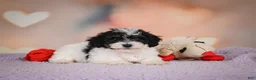 Maltipoo dogs for sale: Archie - Ad 4