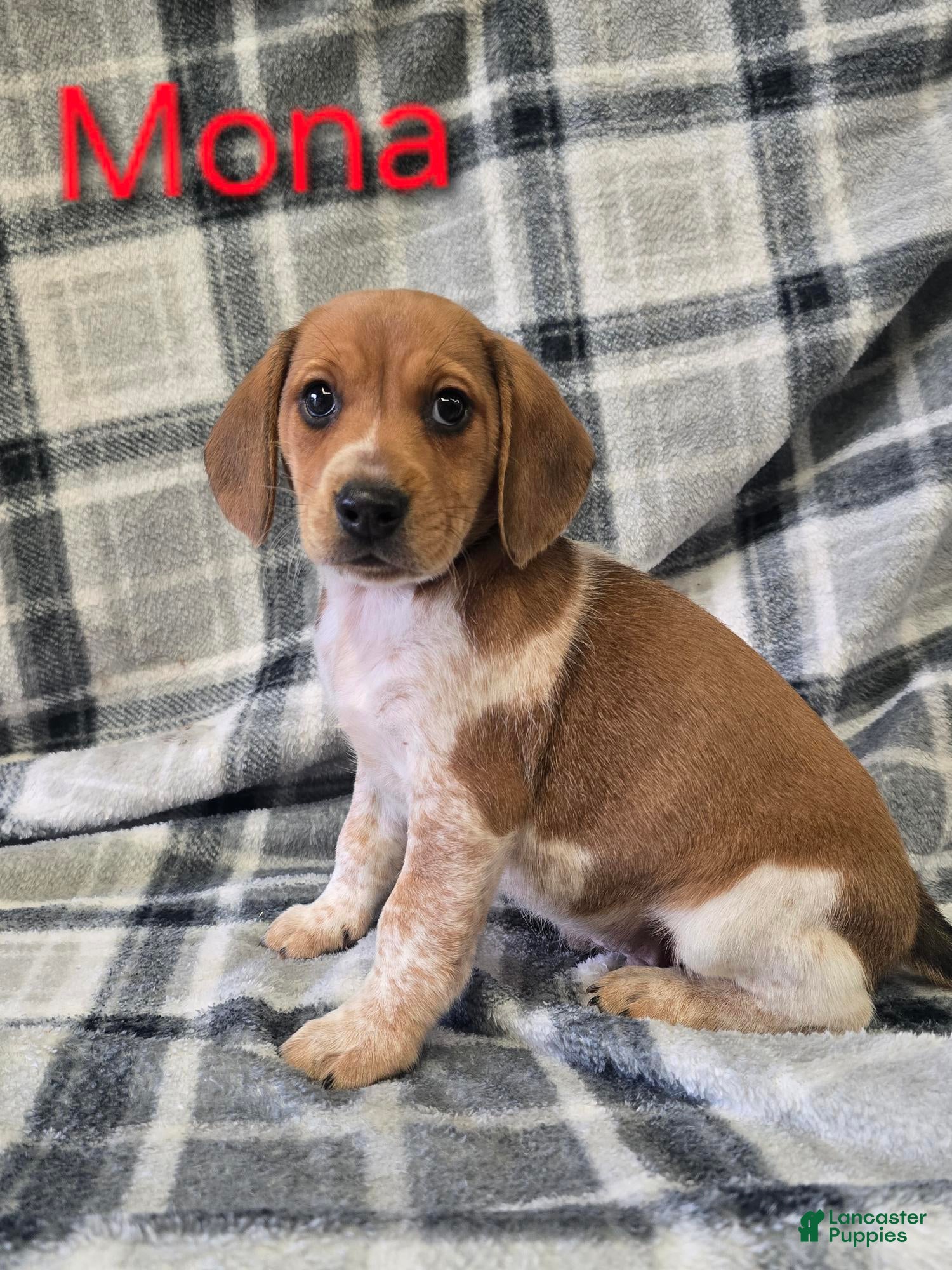 Beagle dogs Beagle Puppy 2 - Ad 16