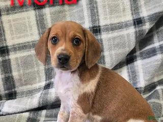 Beagle dogs Beagle Puppy 2 - Ad 16