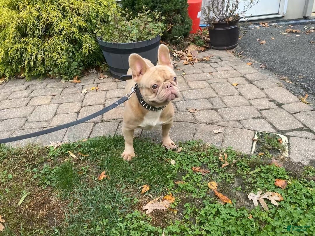 French Bulldog dogs for sale: Isabel  - Ad 3