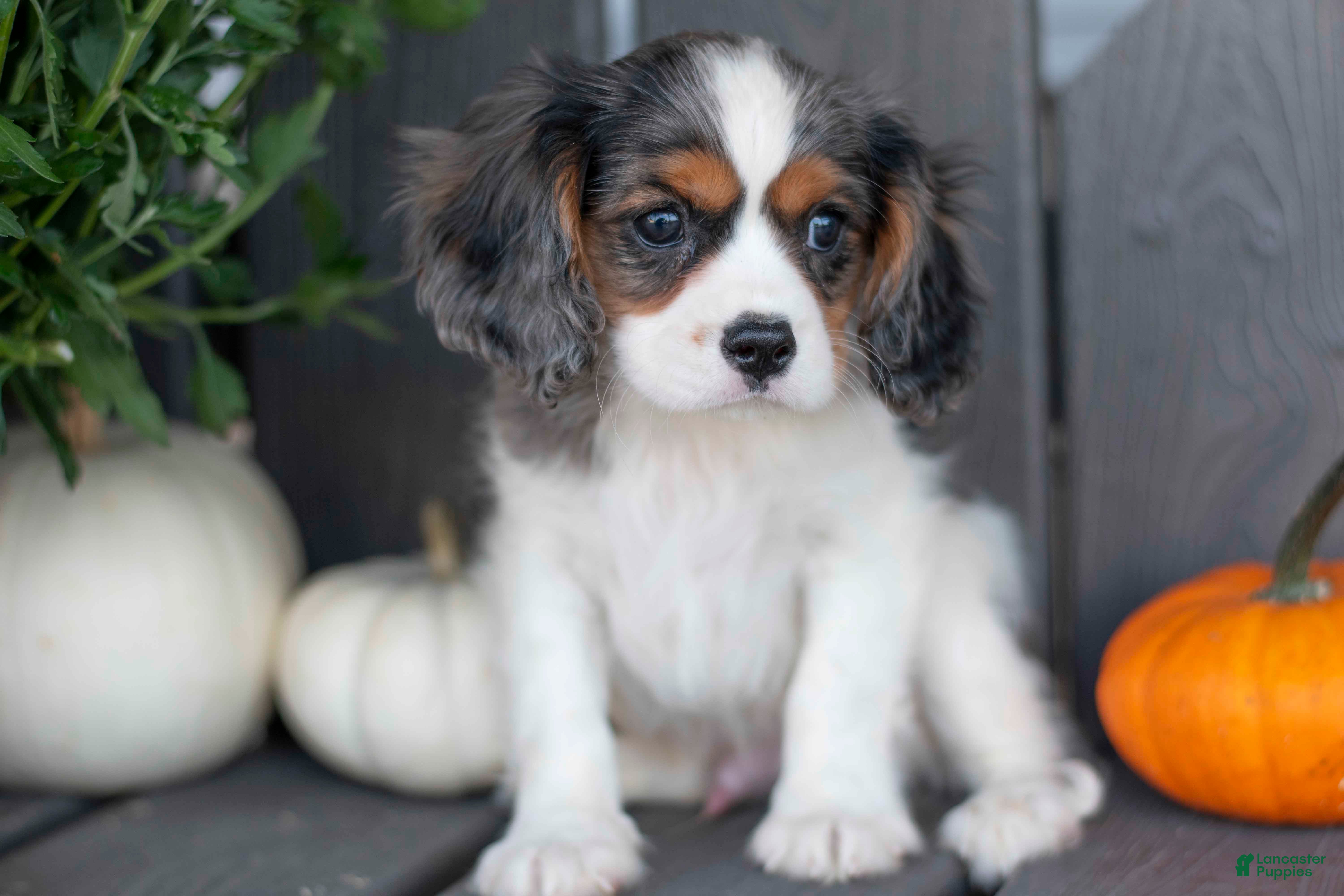 Cavalier King Charles Spaniel dogs Lester - Ad 5