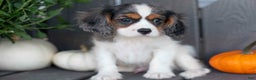 Cavalier King Charles Spaniel dogs for sale: Lester - Ad 1
