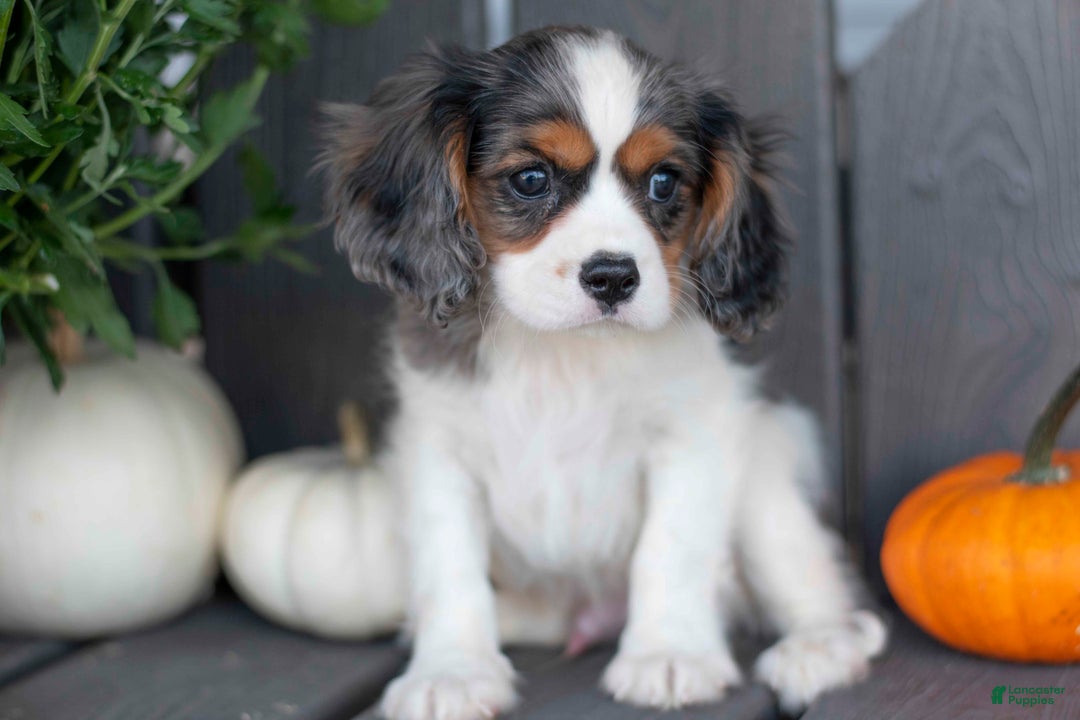 Cavalier King Charles Spaniel dogs for sale: Lester - Ad 1