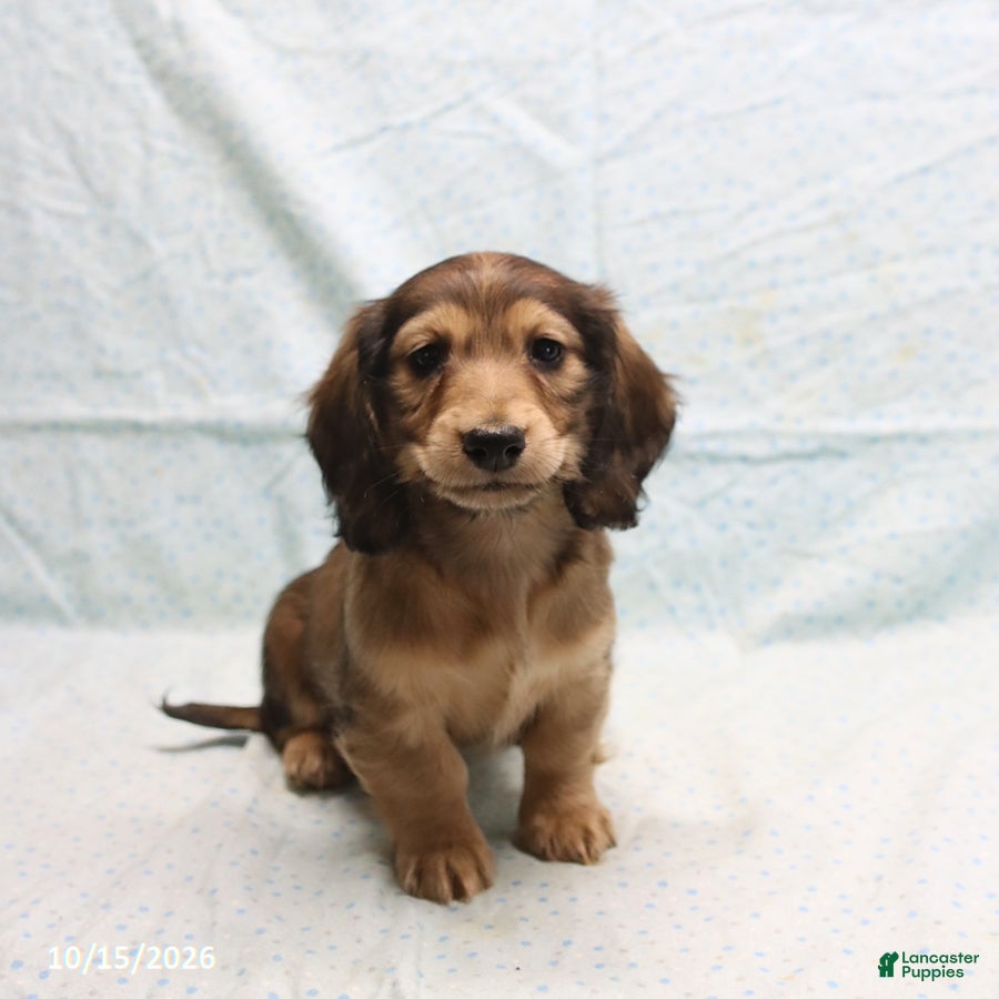 Dachshund dogs Amanda - Ad 1