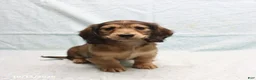 Dachshund dogs for sale: Amanda - Ad 1