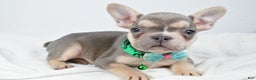 French Bulldog dogs for sale: Emily  - Ad 8