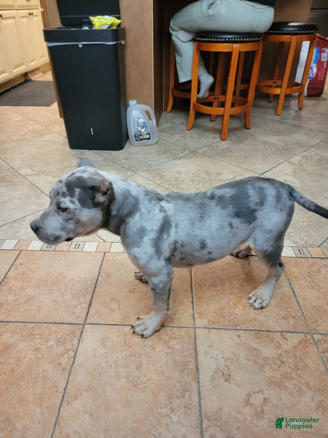 American Bully dogs for sale: American Bully Puppy 1 - Ad 11