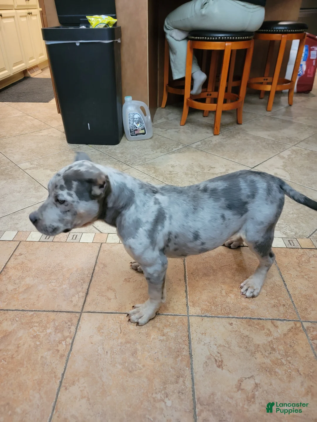 American Bully dogs for sale: Amiri - Ad 21