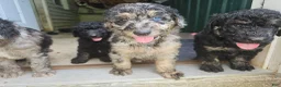 Standard Poodle dogs for sale: Standard Poodle 6 - Ad 5