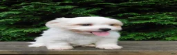 Teddy Bear dogs for sale: Twilight  - Ad 2