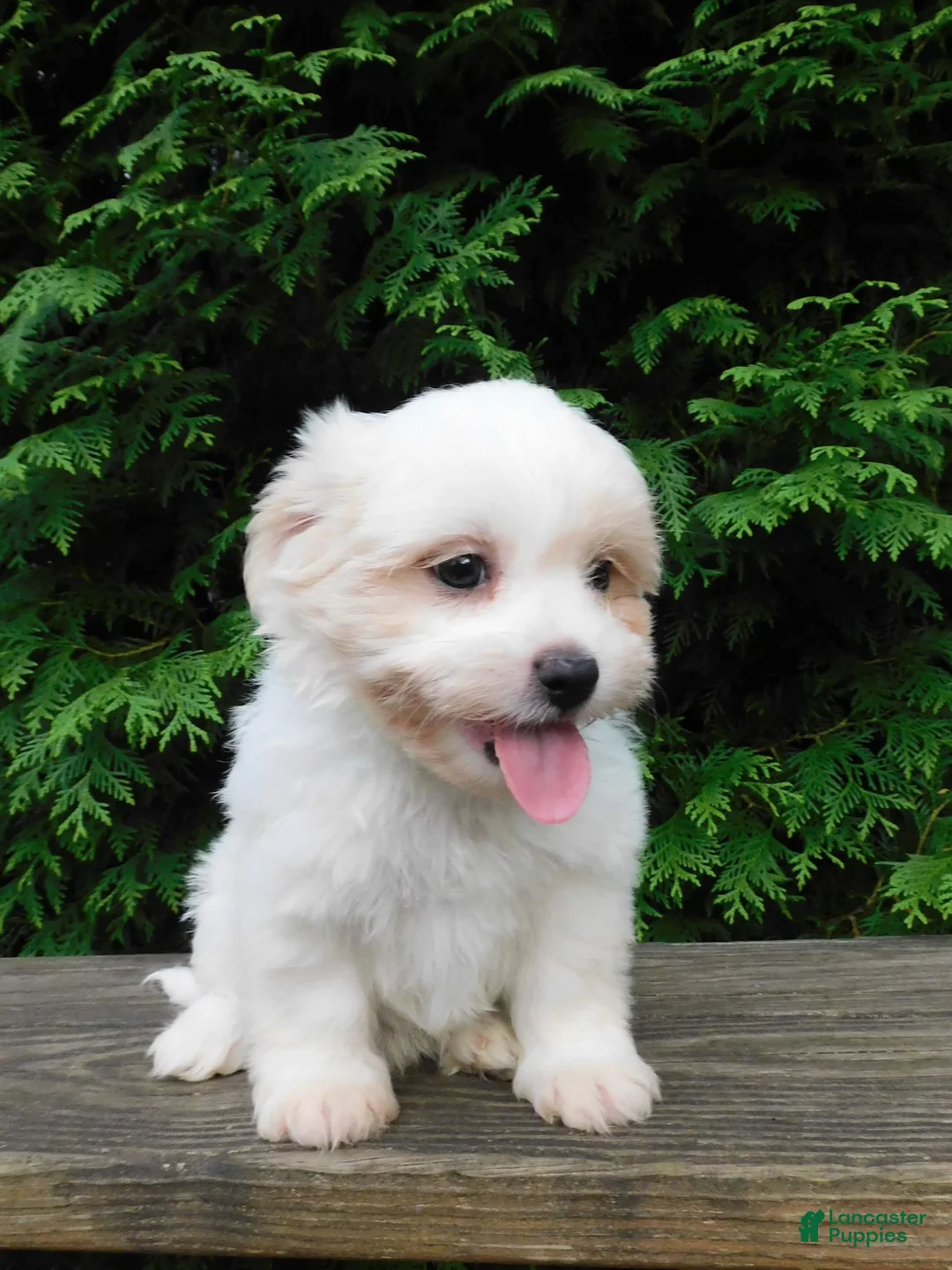 Teddy Bear dogs for sale: Twilight  - Ad 2