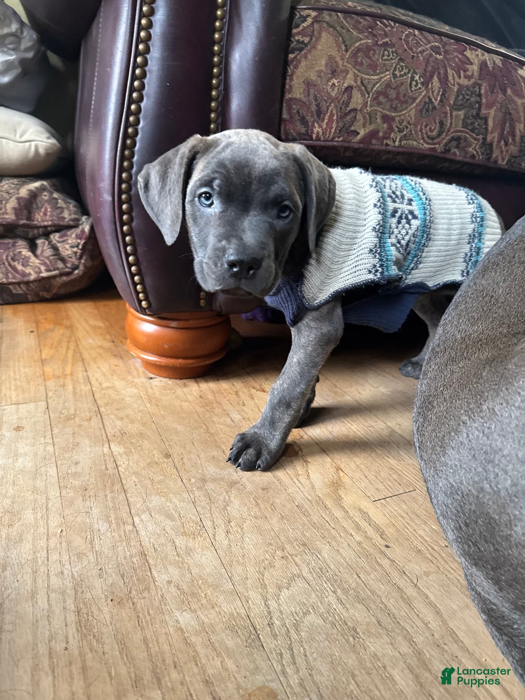 Cane Corso dogs for sale: Stormii - Ad 3