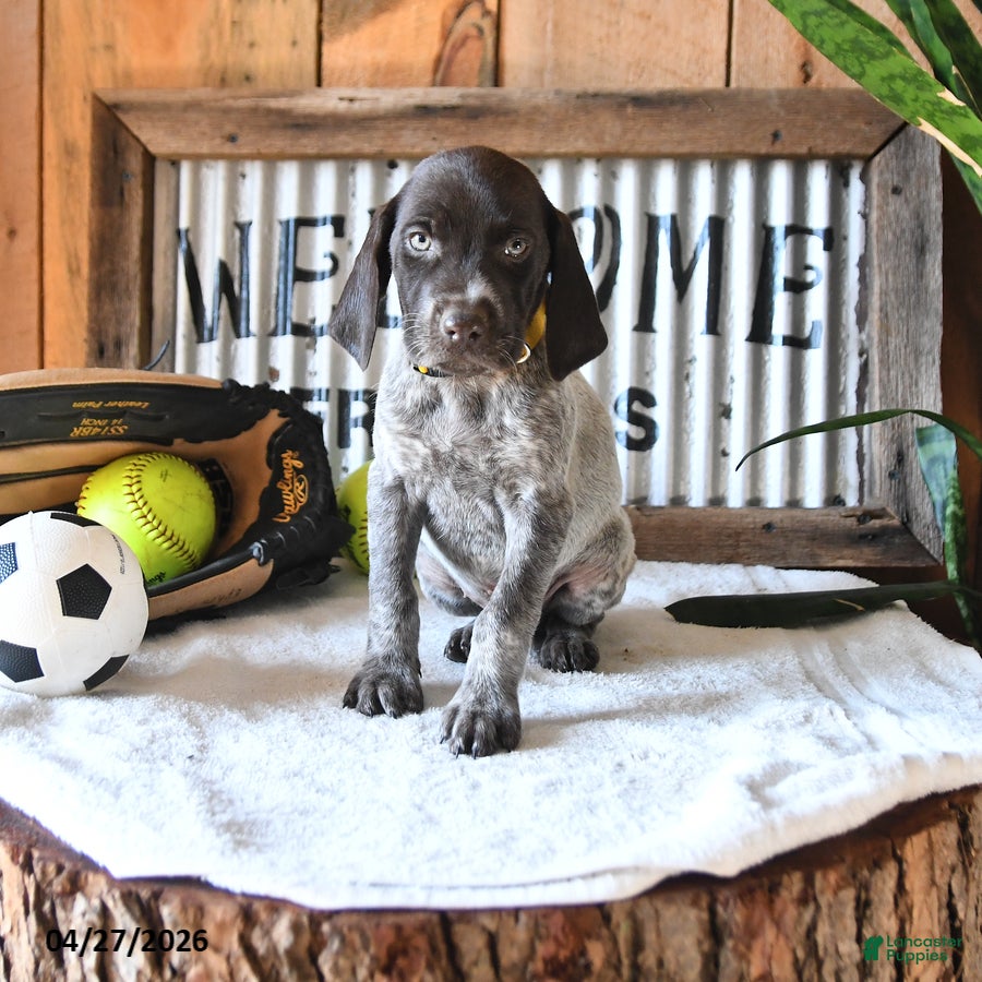 German Shorthaired Pointer dogs BJ - Ad 1