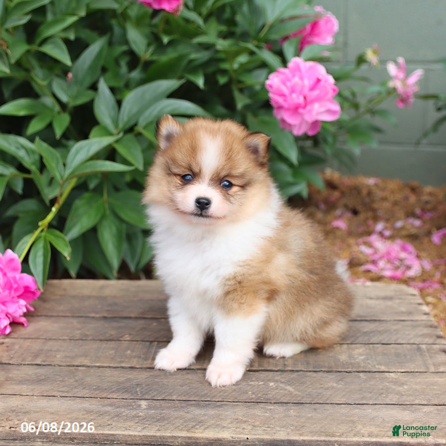 Pomeranian dogs Kodiak - Ad 2