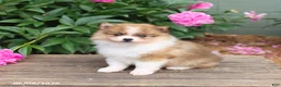 Pomeranian dogs for sale: Kodiak - Ad 2