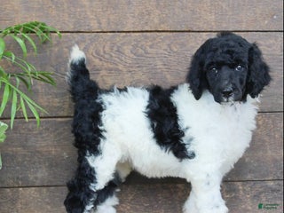 Standard Poodle dogs Felicity - Ad 3